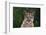 Cougar-DLILLC-Framed Photographic Print