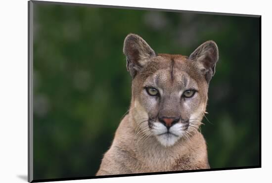 Cougar-DLILLC-Mounted Photographic Print