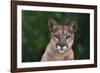 Cougar-DLILLC-Framed Photographic Print