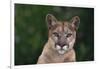 Cougar-DLILLC-Framed Photographic Print