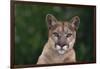 Cougar-DLILLC-Framed Photographic Print