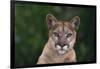 Cougar-DLILLC-Framed Photographic Print