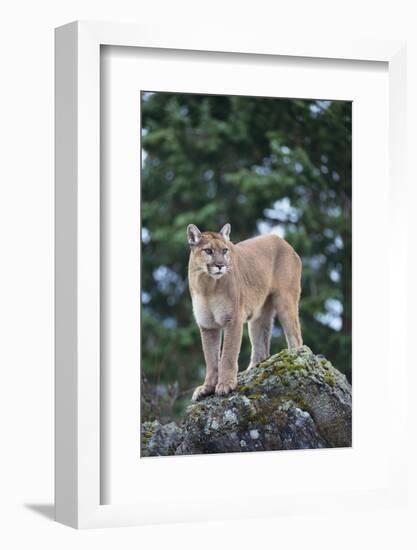 Cougar-DLILLC-Framed Photographic Print