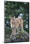 Cougar-DLILLC-Mounted Photographic Print