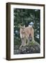 Cougar-DLILLC-Framed Photographic Print