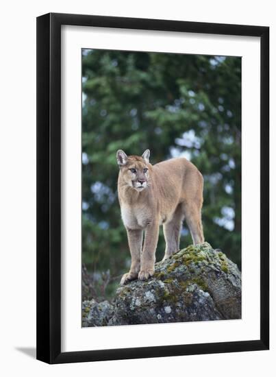 Cougar-DLILLC-Framed Photographic Print