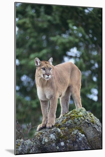 Cougar-DLILLC-Mounted Photographic Print