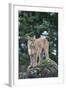 Cougar-DLILLC-Framed Photographic Print