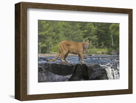 Cougar-outdoorsman-Framed Photographic Print