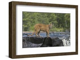 Cougar-outdoorsman-Framed Photographic Print