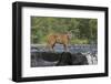 Cougar-outdoorsman-Framed Photographic Print