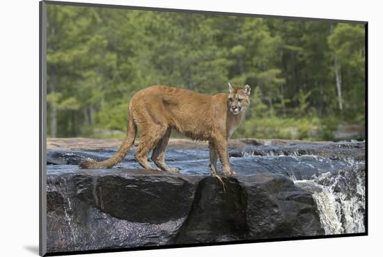 Cougar-outdoorsman-Mounted Photographic Print