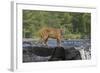 Cougar-outdoorsman-Framed Photographic Print
