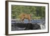 Cougar-outdoorsman-Framed Photographic Print