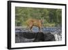 Cougar-outdoorsman-Framed Photographic Print