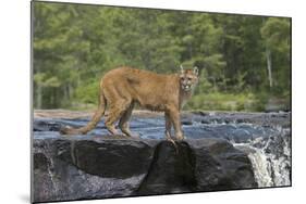 Cougar-outdoorsman-Mounted Photographic Print