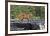 Cougar-outdoorsman-Framed Photographic Print