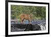 Cougar-outdoorsman-Framed Photographic Print