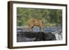 Cougar-outdoorsman-Framed Photographic Print