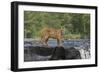 Cougar-outdoorsman-Framed Photographic Print