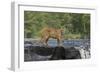Cougar-outdoorsman-Framed Photographic Print