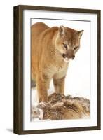 Cougar-null-Framed Photographic Print