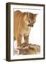 Cougar-null-Framed Photographic Print