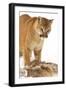 Cougar-null-Framed Photographic Print