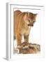 Cougar-null-Framed Photographic Print