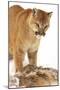 Cougar-null-Mounted Photographic Print