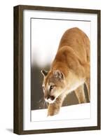 Cougar-null-Framed Photographic Print