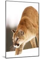 Cougar-null-Mounted Photographic Print