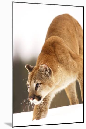 Cougar-null-Mounted Photographic Print