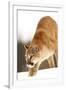 Cougar-null-Framed Photographic Print