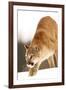 Cougar-null-Framed Photographic Print