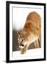 Cougar-null-Framed Photographic Print