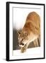 Cougar-null-Framed Photographic Print