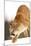 Cougar-null-Mounted Photographic Print