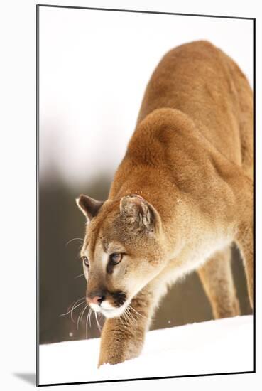 Cougar-null-Mounted Photographic Print