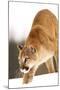 Cougar-null-Mounted Photographic Print