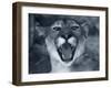 Cougar-Gordon Semmens-Framed Photographic Print