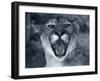 Cougar-Gordon Semmens-Framed Photographic Print