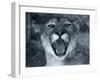 Cougar-Gordon Semmens-Framed Photographic Print