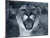 Cougar-Gordon Semmens-Mounted Photographic Print