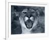 Cougar-Gordon Semmens-Framed Photographic Print