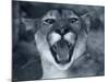 Cougar-Gordon Semmens-Mounted Photographic Print