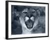 Cougar-Gordon Semmens-Framed Photographic Print