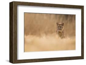 Cougar-Milan Zygmunt-Framed Photographic Print