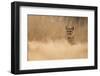 Cougar-Milan Zygmunt-Framed Photographic Print