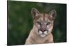 Cougar-DLILLC-Stretched Canvas